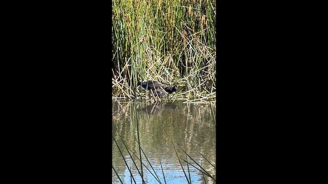 Calamón Australiano - ML647599774