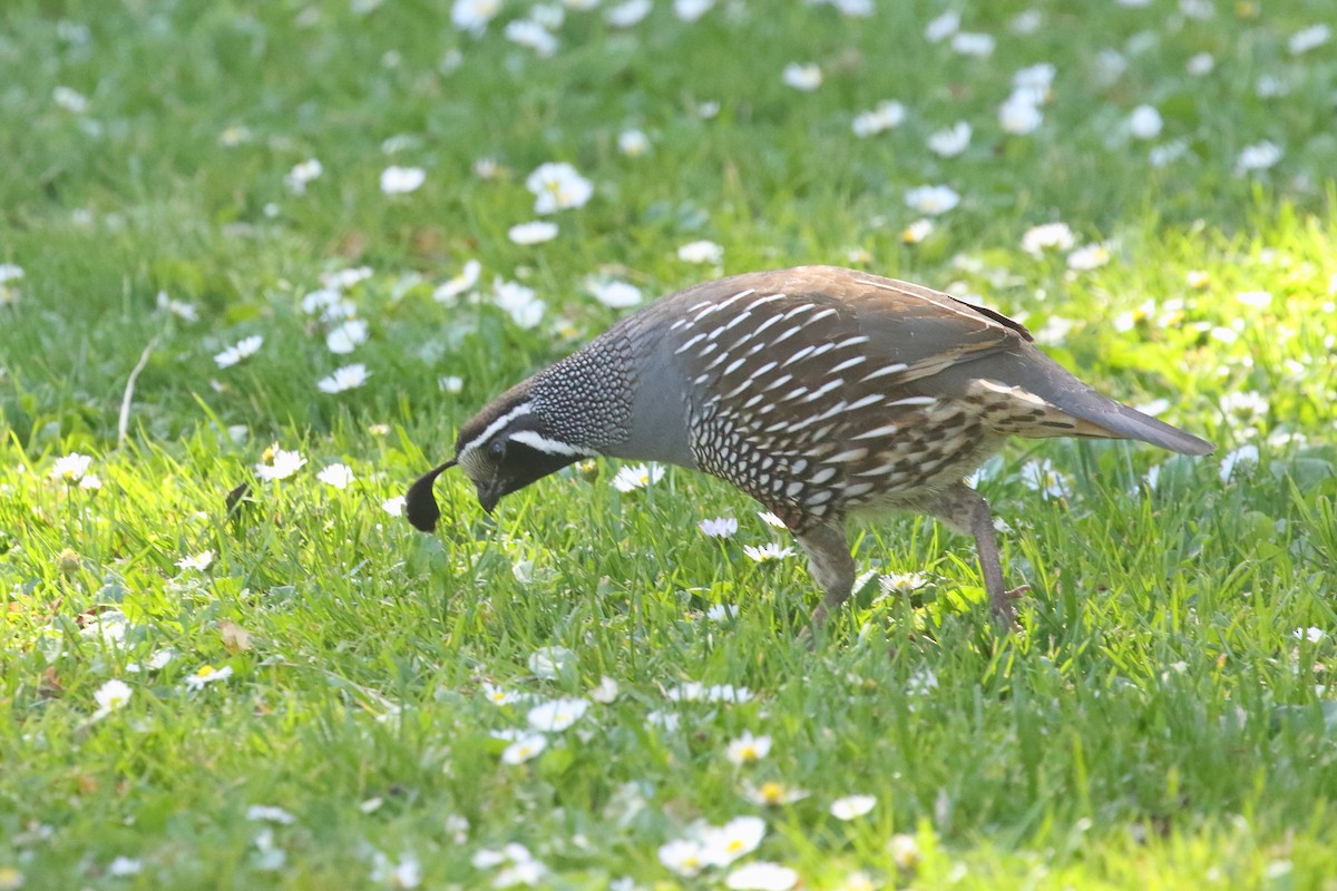 Galeper kaliforniarra - ML647599782