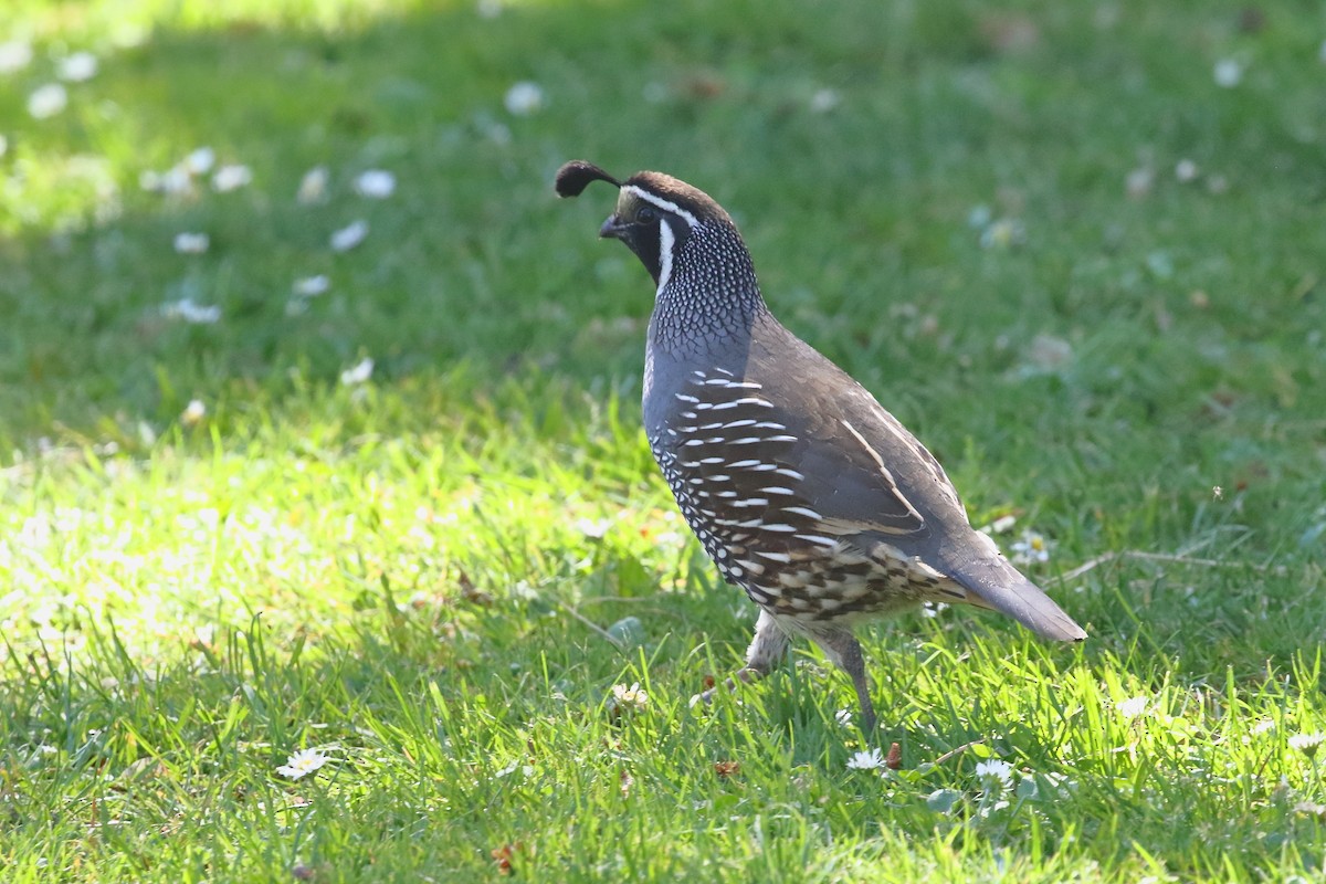 Galeper kaliforniarra - ML647599783