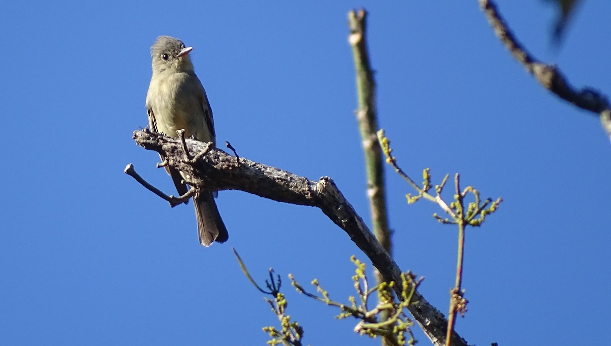 Greater Pewee - ML647599784