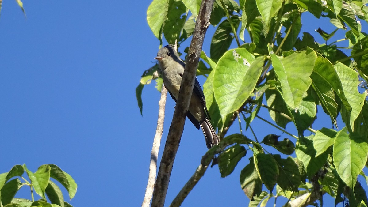 Greater Pewee - ML647599785