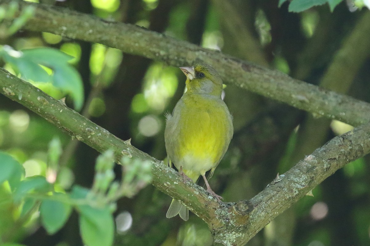 Txorru arrunta - ML647599791