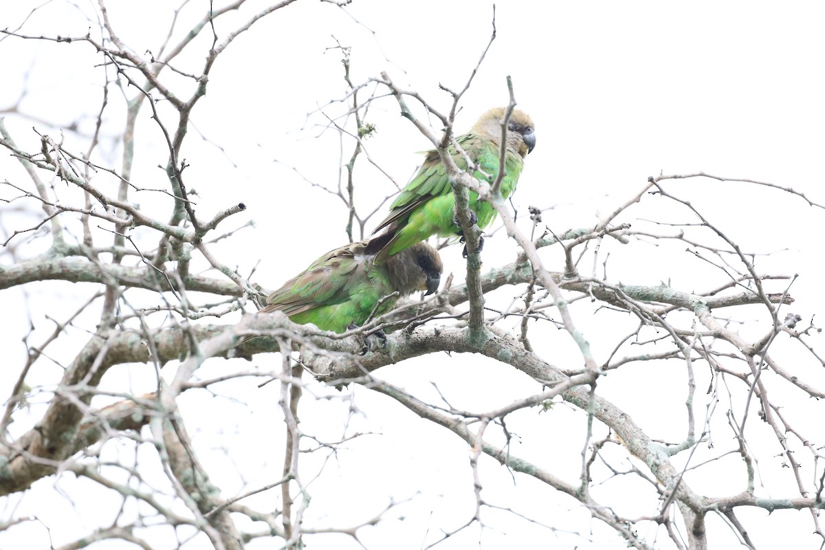 Lorito Cabecipardo - ML647599806