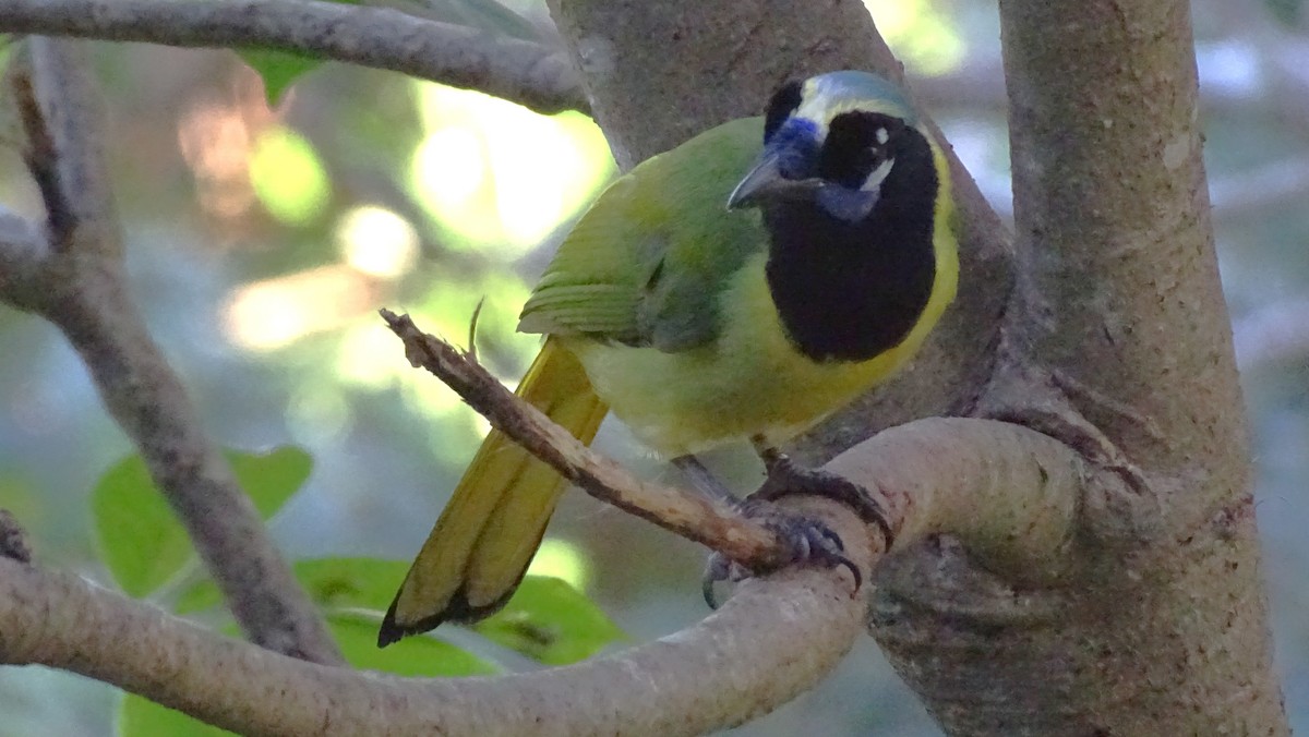 sojka zelenavá - ML647599808