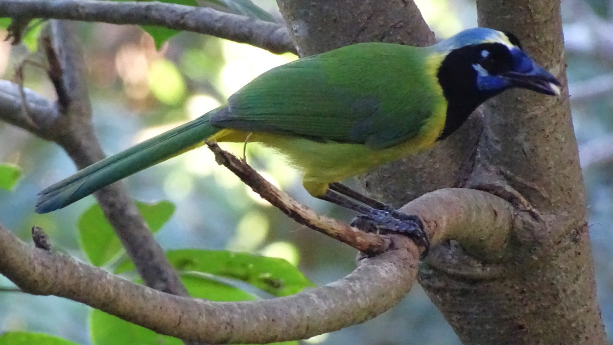 sojka zelenavá - ML647599809