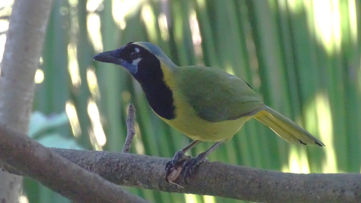 sojka zelenavá - ML647599810