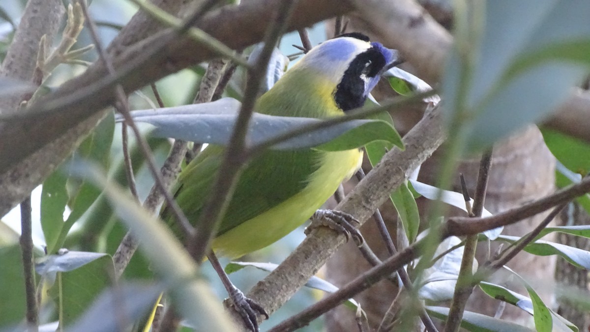 sojka zelenavá - ML647599812