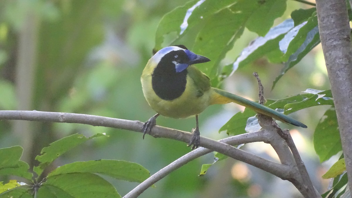 sojka zelenavá - ML647599813