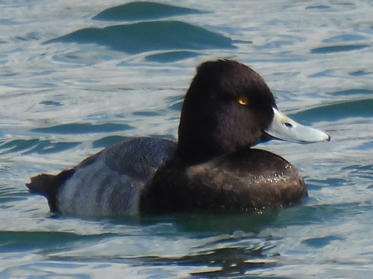 Lesser Scaup - ML647599815