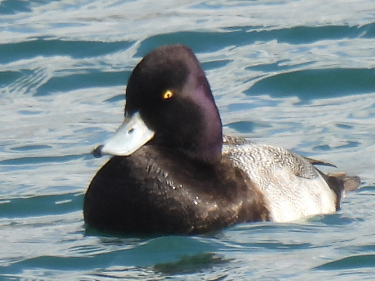 Lesser Scaup - ML647599816