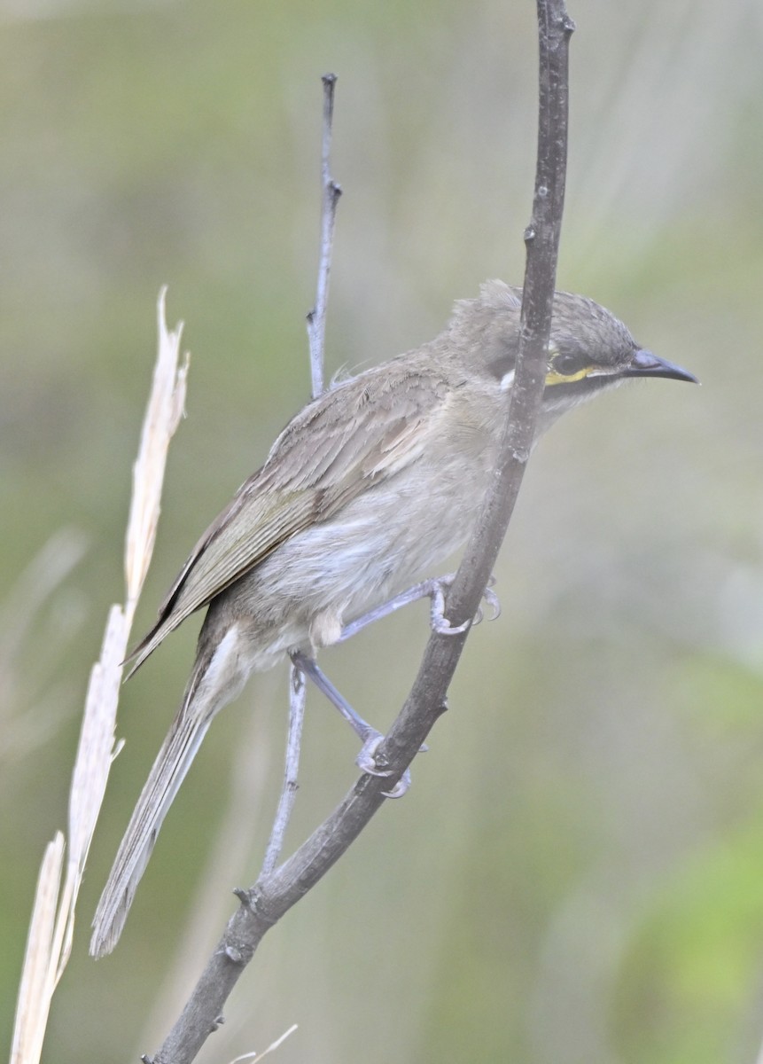 Sarı Yanaklı Balkuşu - ML647599821