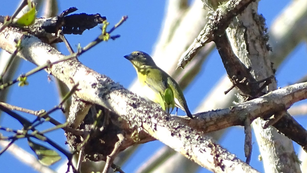 West Mexican Euphonia - ML647599823