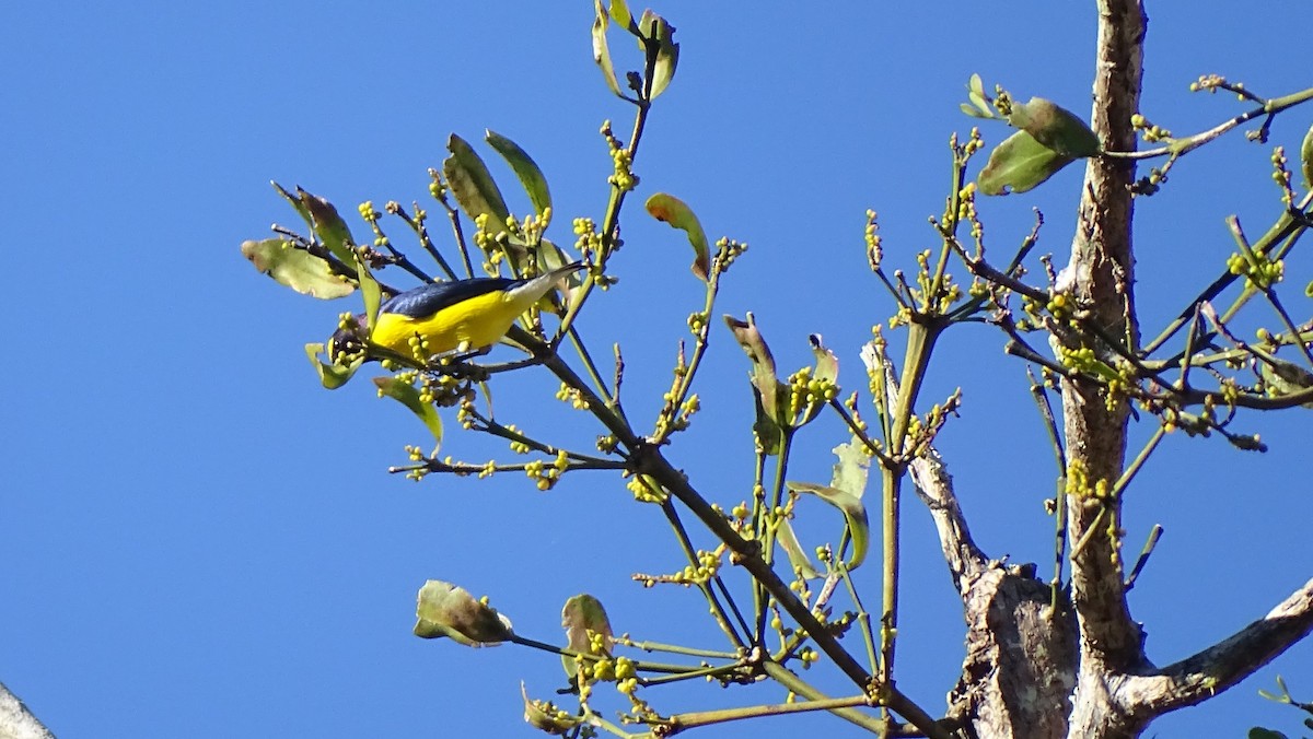 West Mexican Euphonia - ML647599824