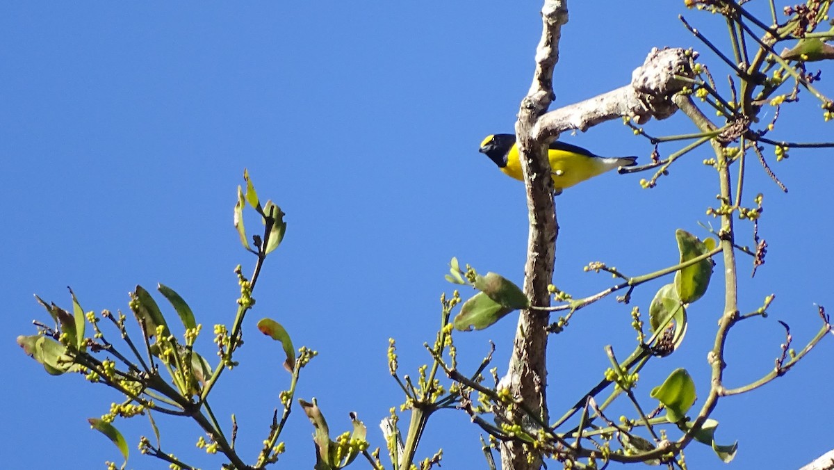 West Mexican Euphonia - ML647599825