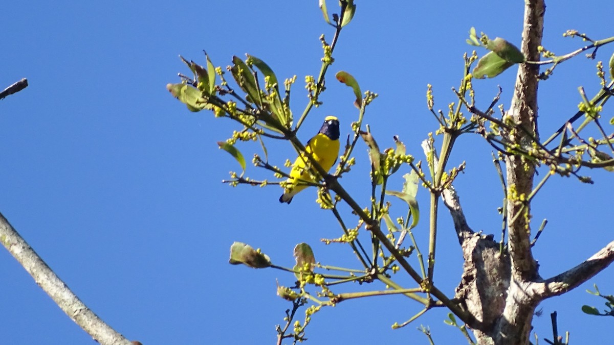 West Mexican Euphonia - ML647599826