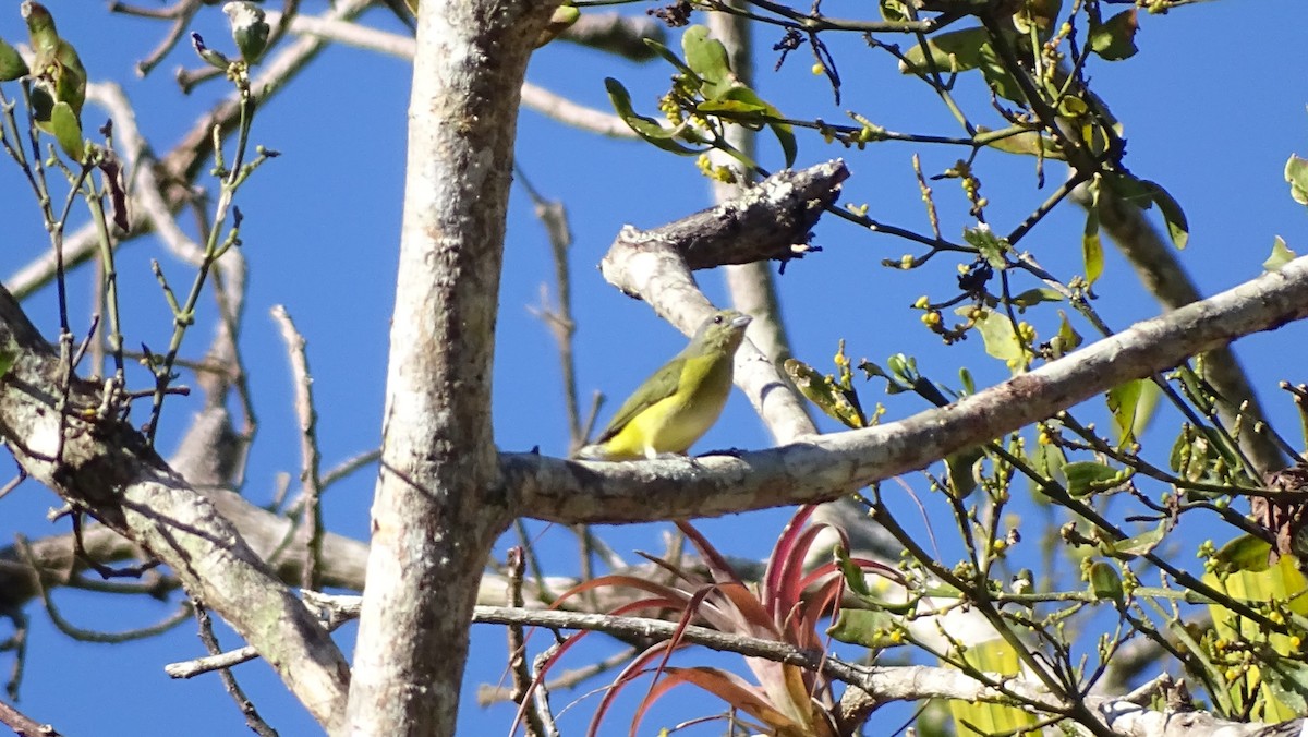 West Mexican Euphonia - ML647599827