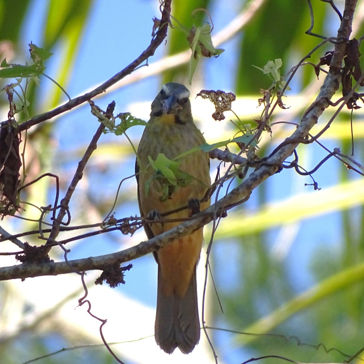 Cinnamon-bellied Saltator - ML647599832