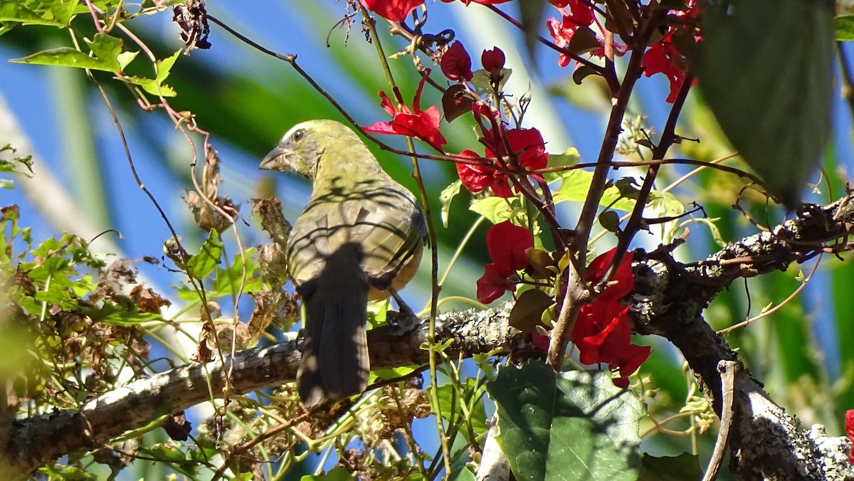 Cinnamon-bellied Saltator - ML647599833