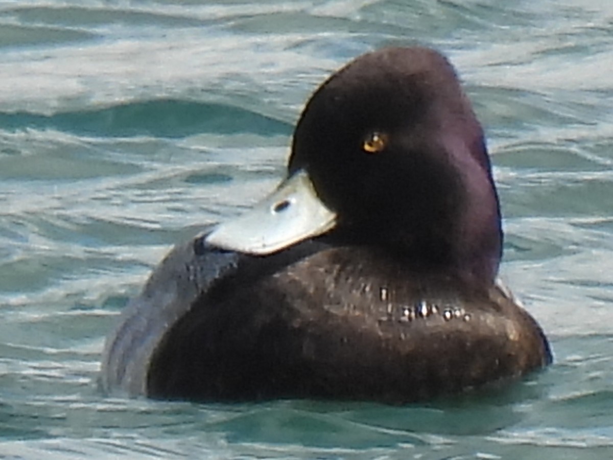 Lesser Scaup - ML647599845