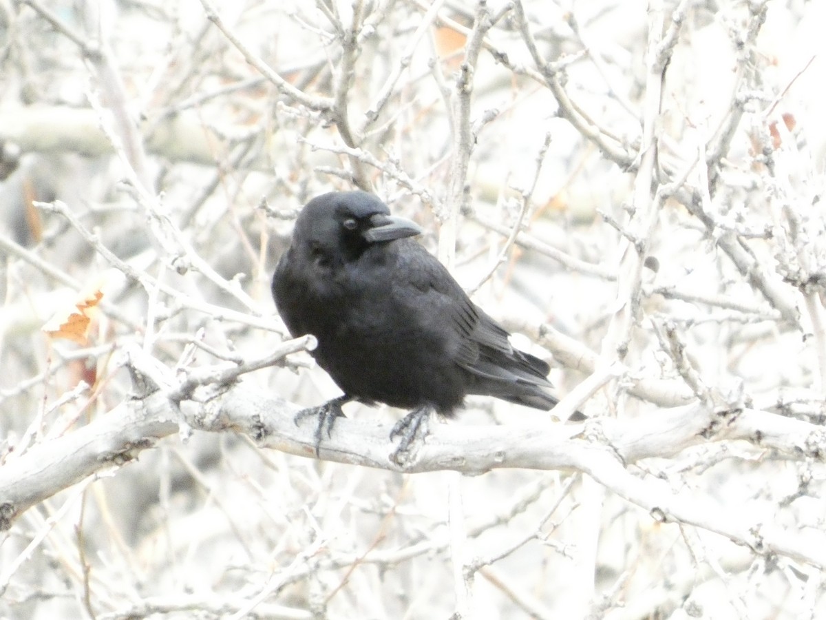 American Crow - ML647599865