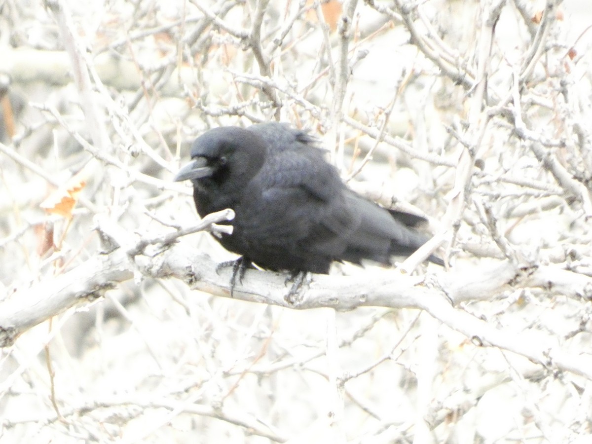 American Crow - ML647599866