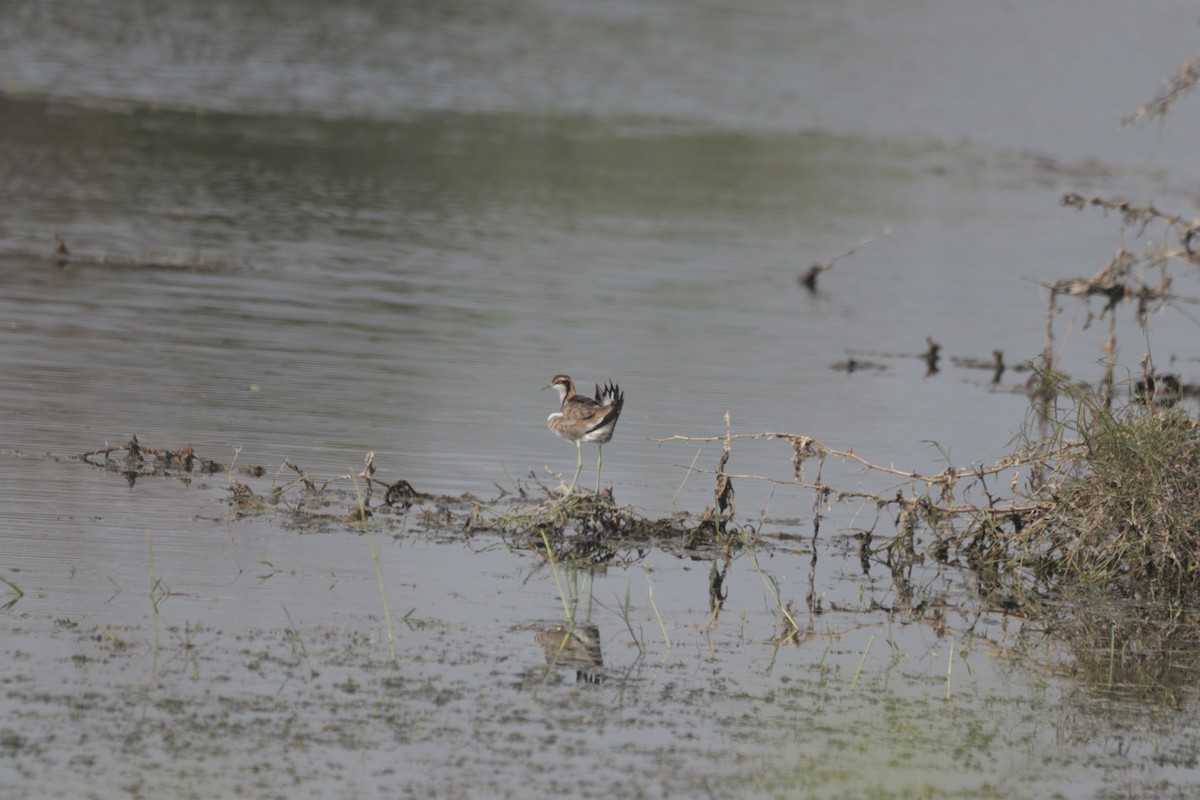 Pheasant-tailed Jacana - ML647599886