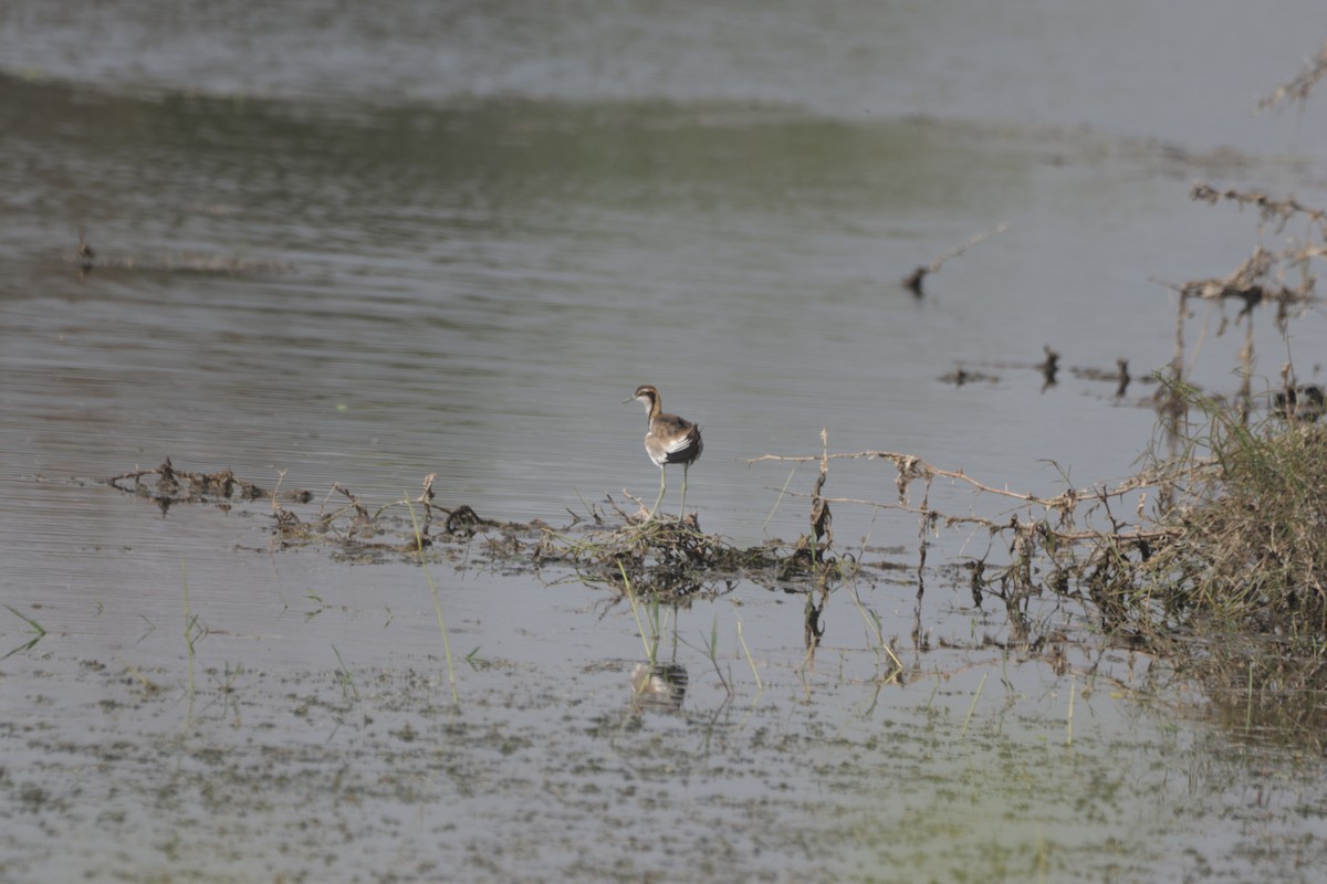 Pheasant-tailed Jacana - ML647599887