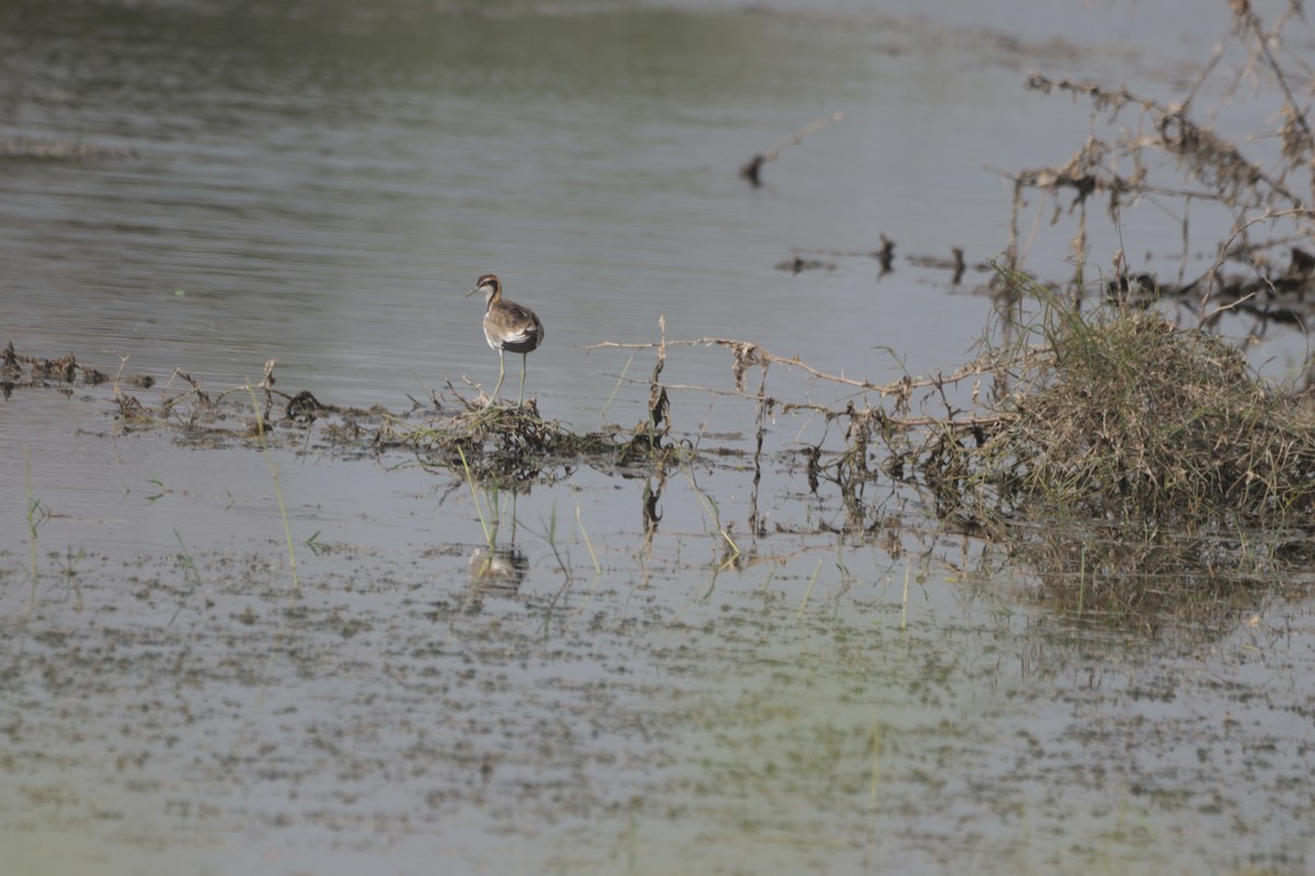 Pheasant-tailed Jacana - ML647599888