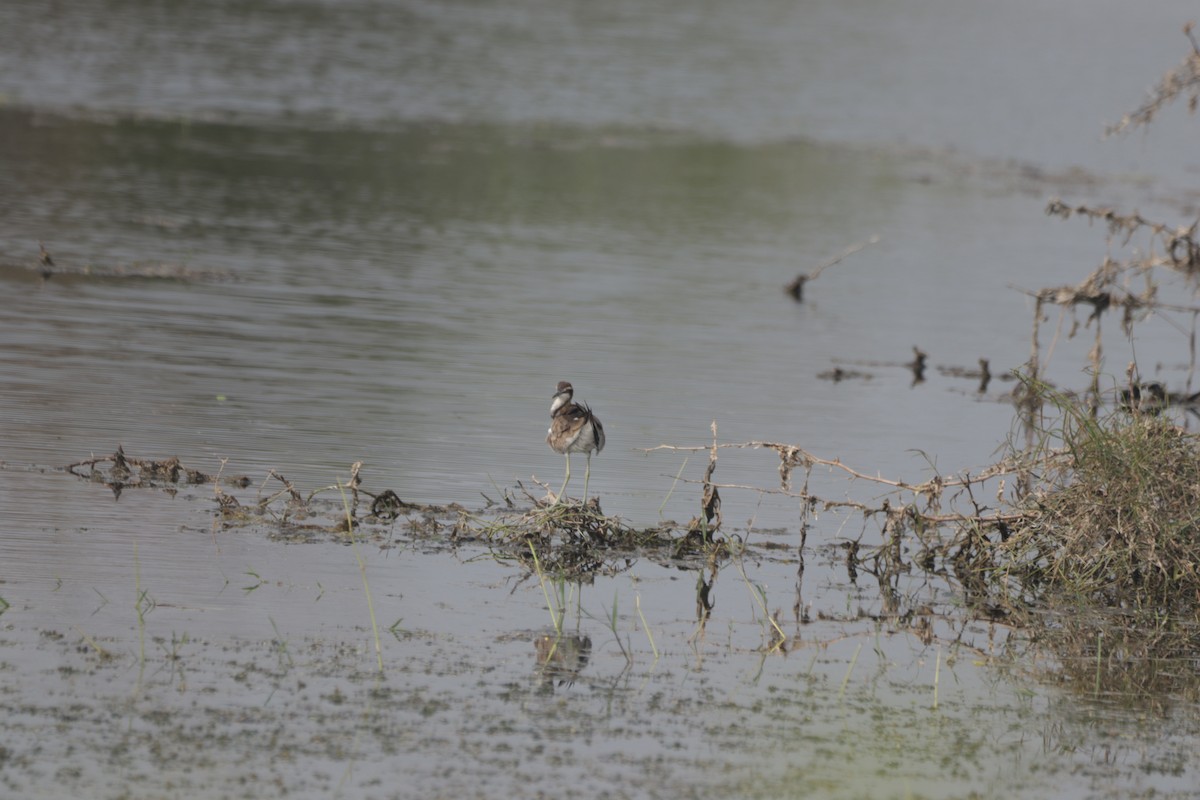 Pheasant-tailed Jacana - ML647599889