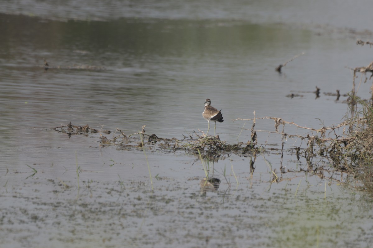 Pheasant-tailed Jacana - ML647599891