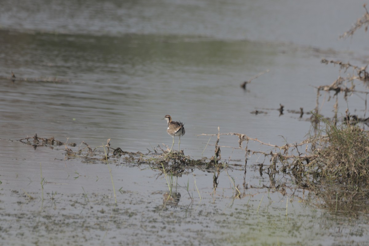 Pheasant-tailed Jacana - ML647599892
