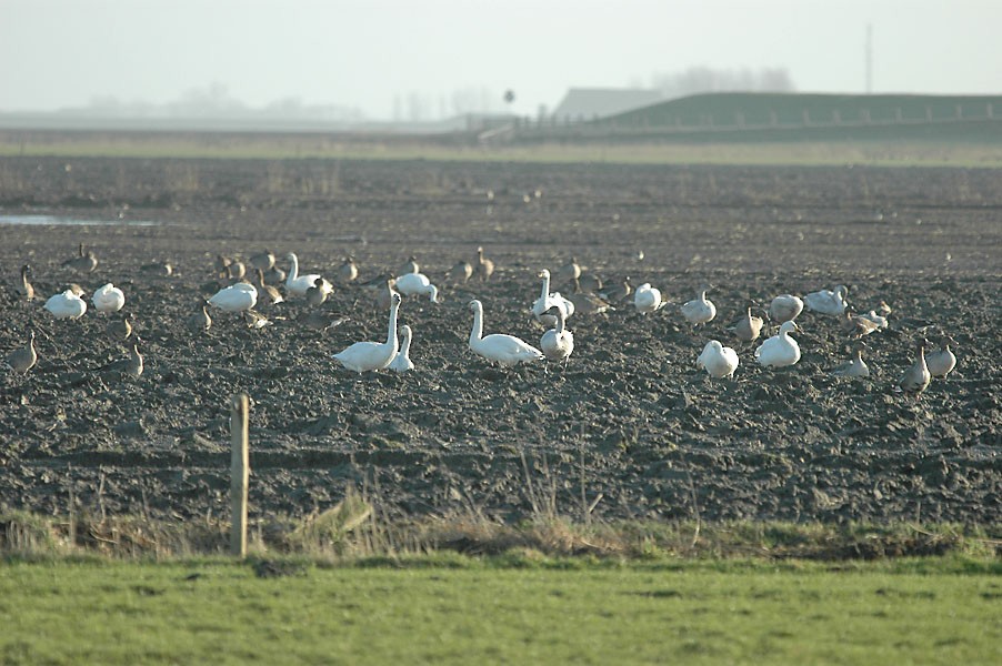 Whooper Swan - ML647599909