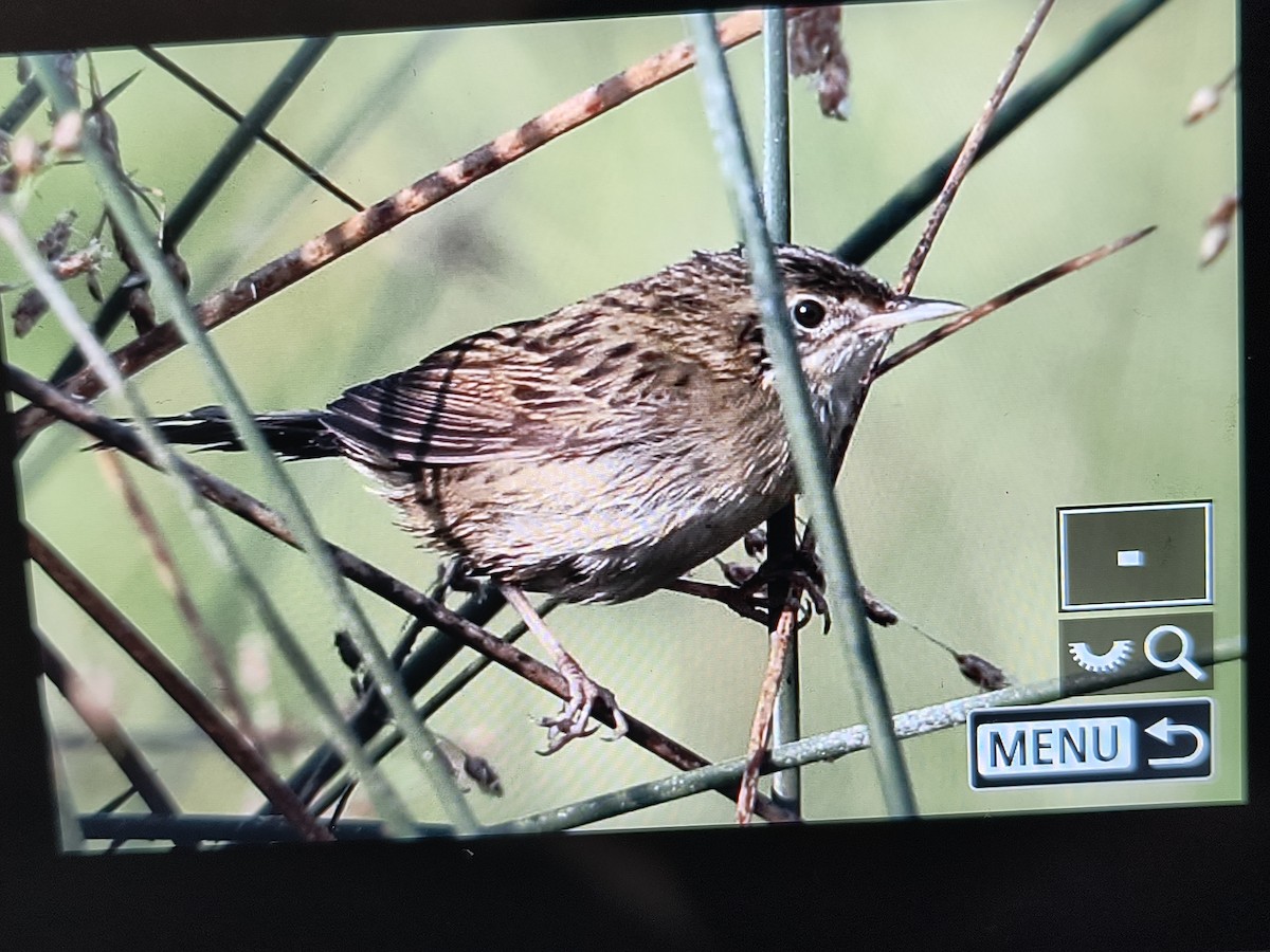 Buscarla Pintoja - ML647599910