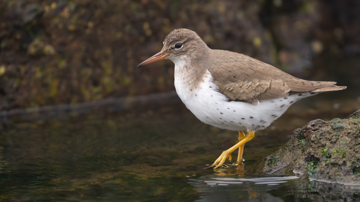 Chevalier grivelé - ML647599944