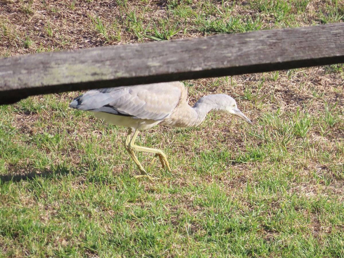 Aigrette à face blanche - ML647599946