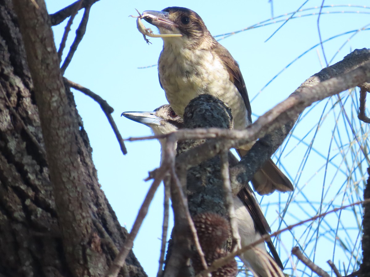 Cassican à collier - ML647599947