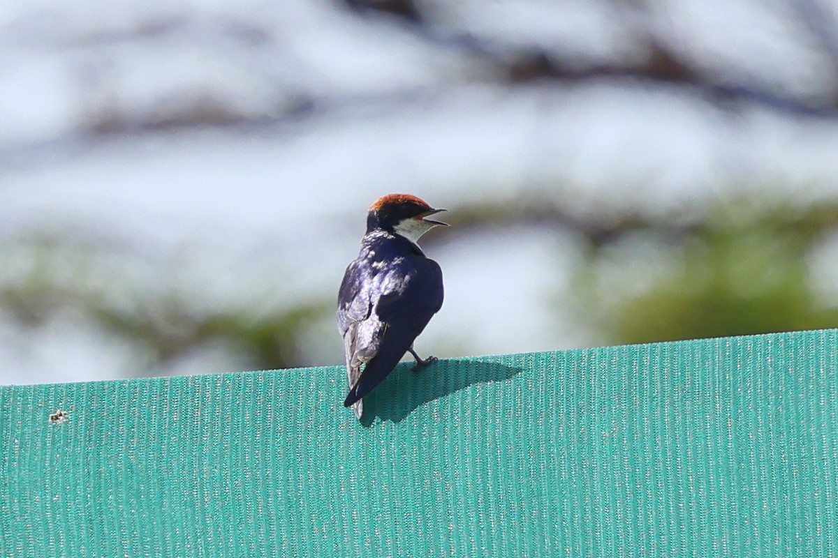 Hirondelle à longs brins - ML647599948