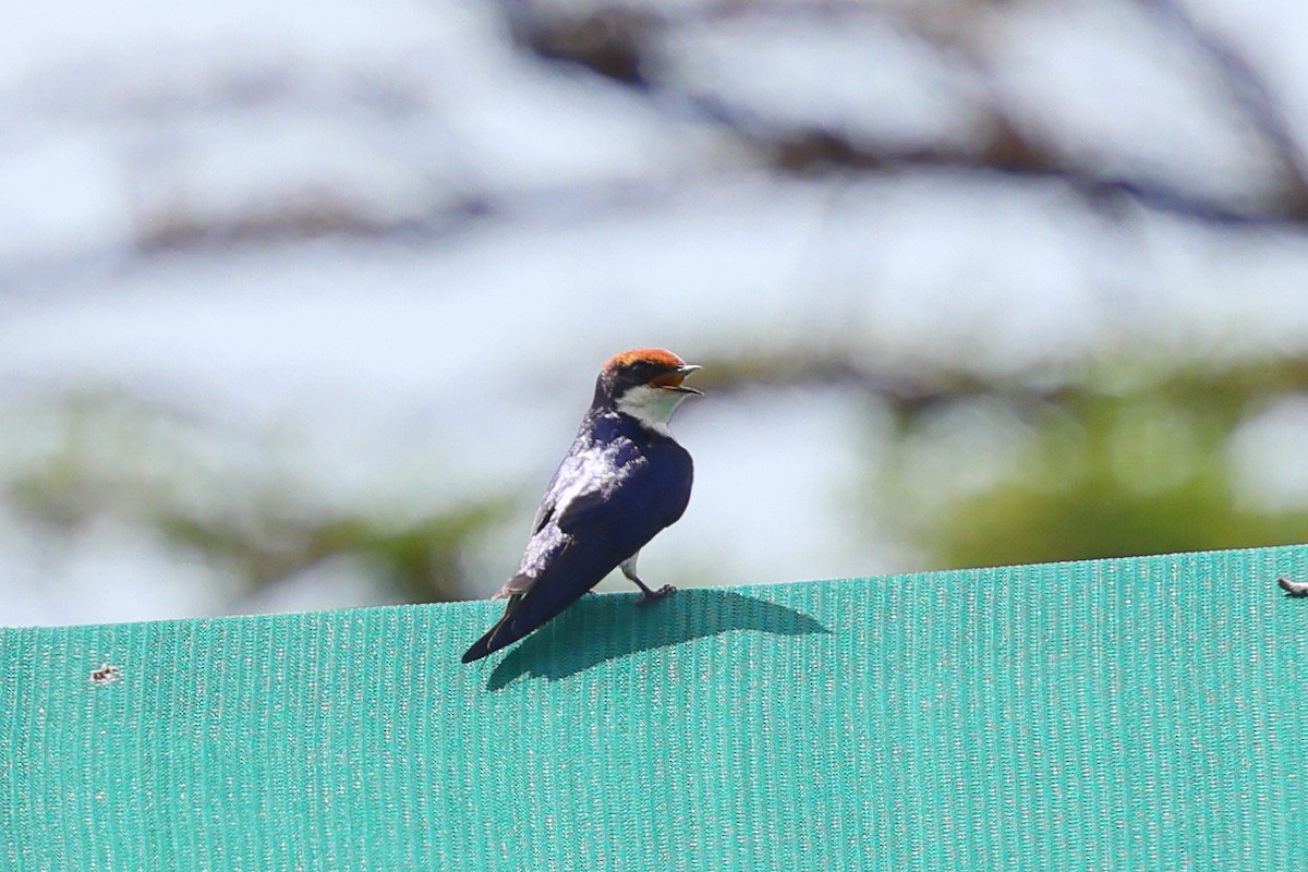 Hirondelle à longs brins - ML647599949