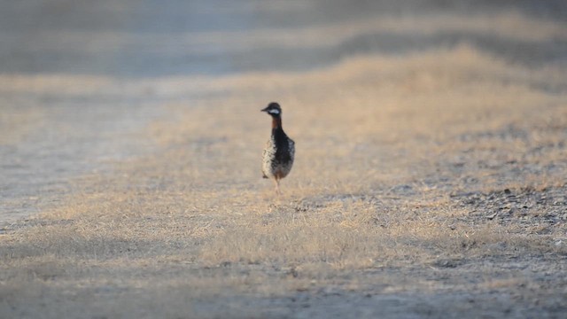 Francolín Ventrinegro - ML647599950
