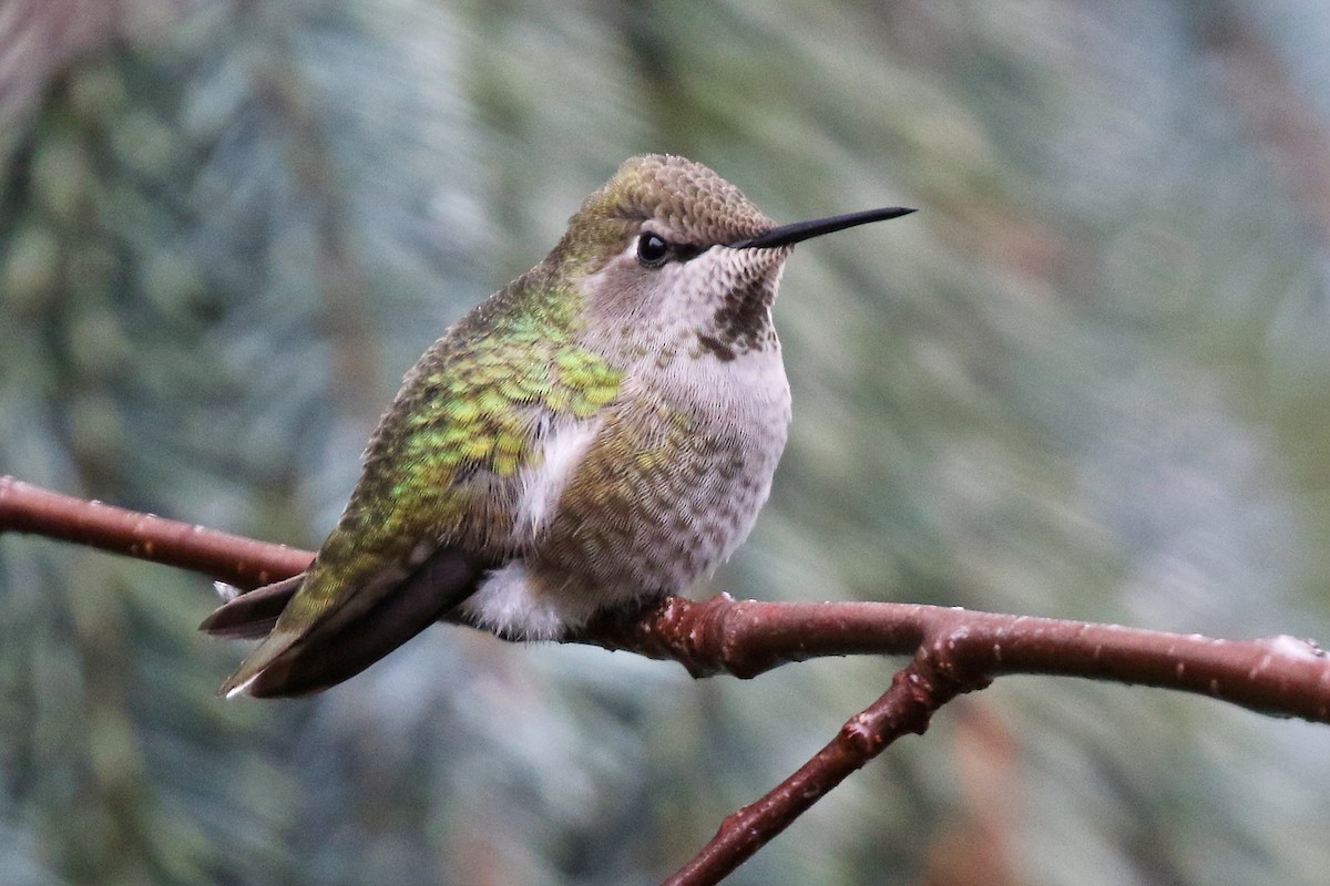 Colibri d'Anna - ML647599952