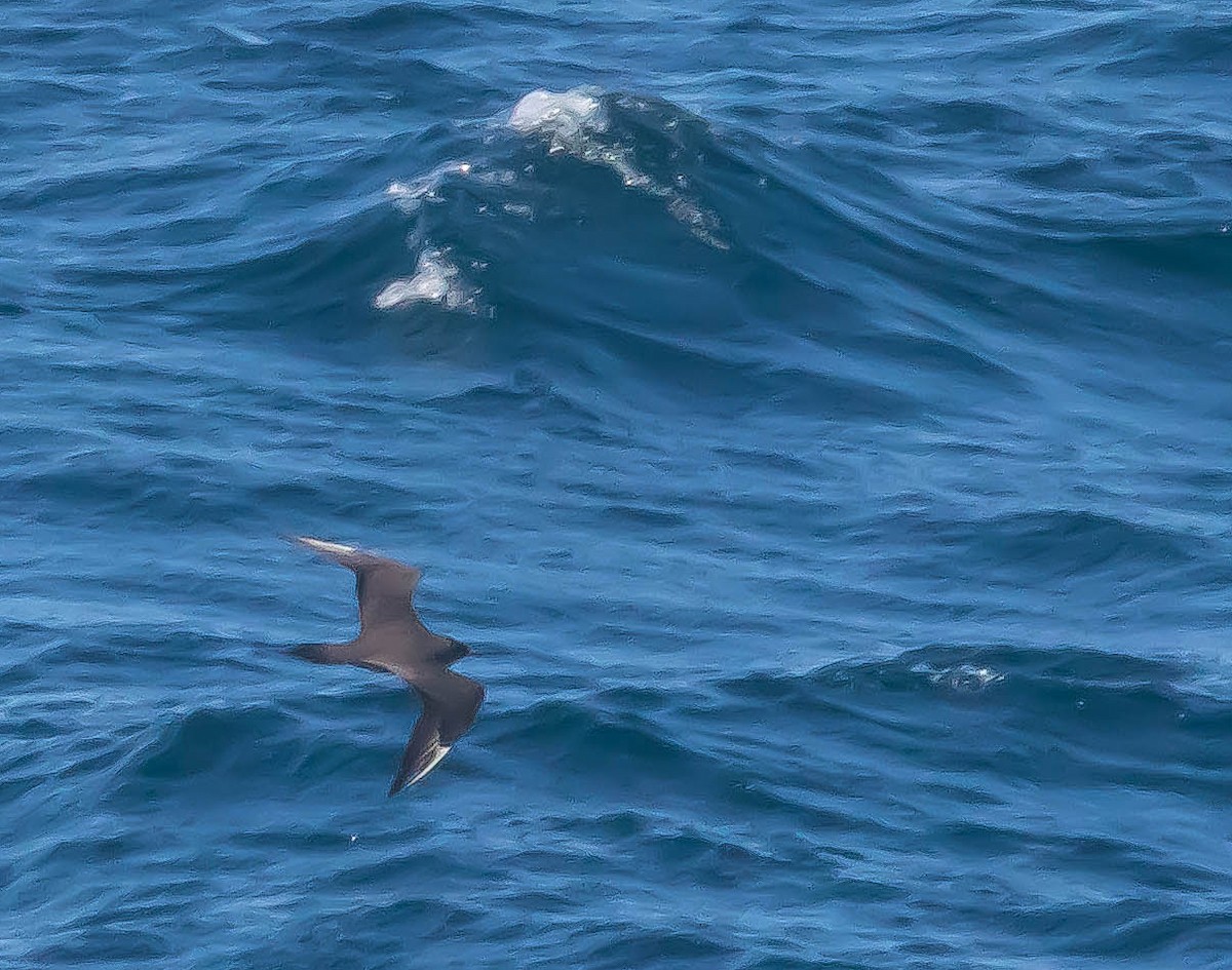 Labbe parasite - ML647599953