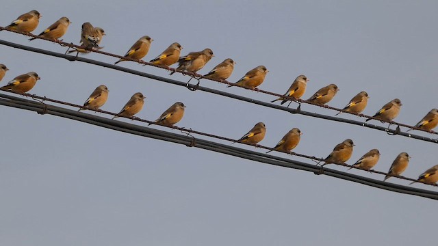 Verdier de Chine - ML647599954