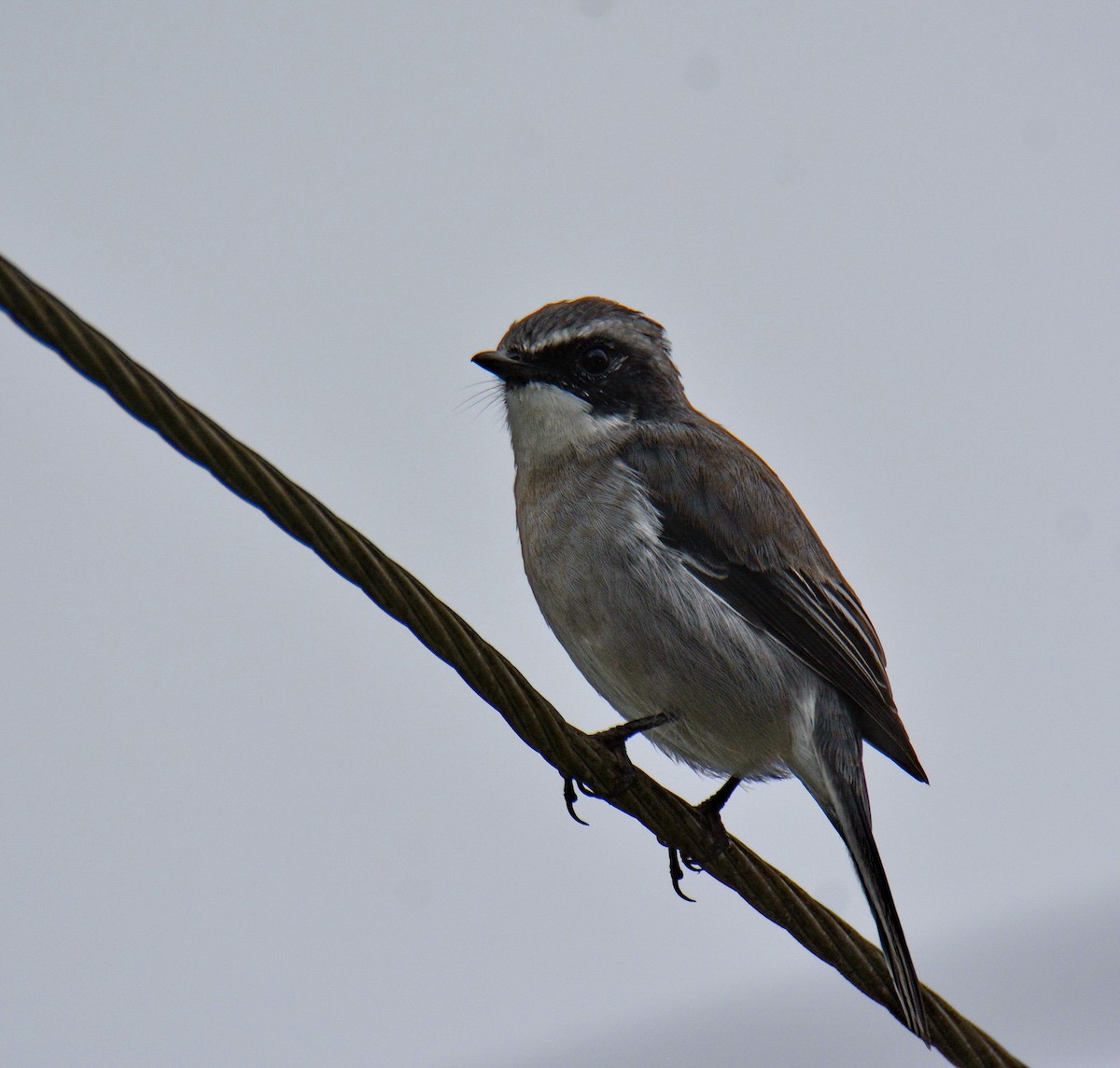 Tarier gris - ML647599955