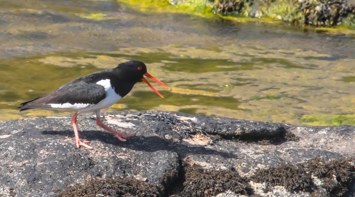 Huîtrier pie - ML647599956