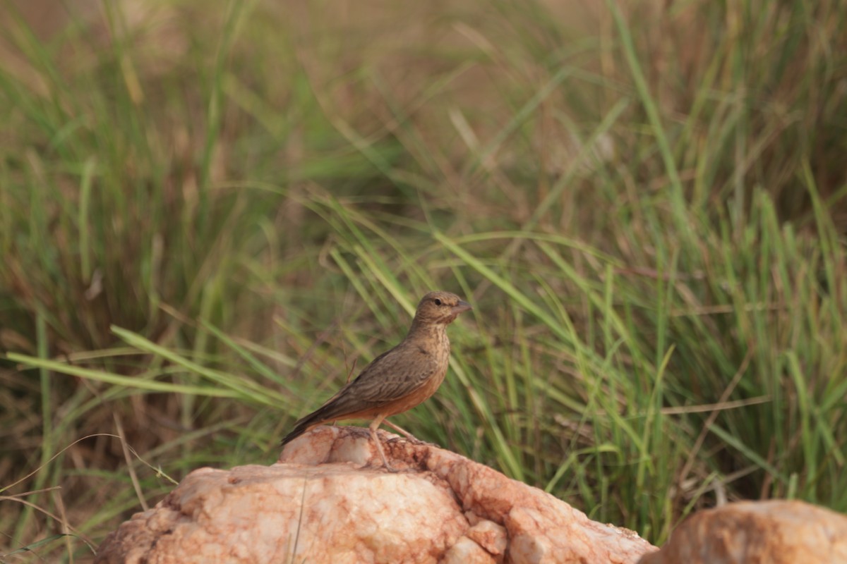 Ammomane à queue rouge - ML647599961