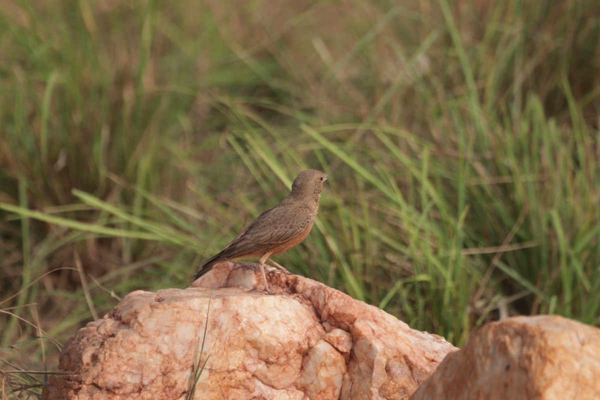Ammomane à queue rouge - ML647599964