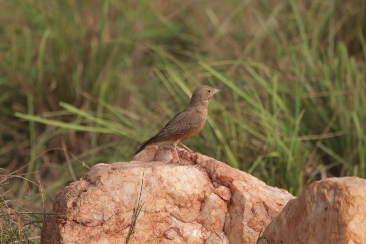 Ammomane à queue rouge - ML647599965