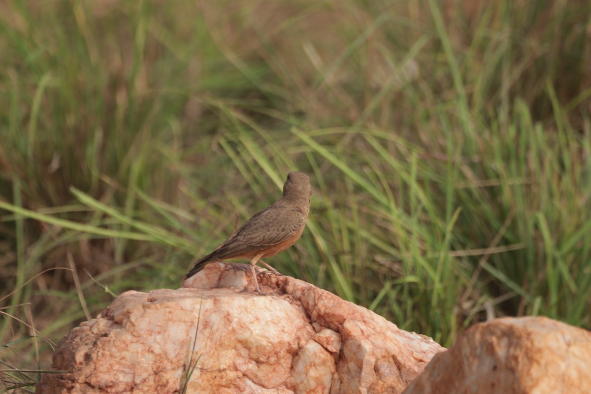 Ammomane à queue rouge - ML647599966