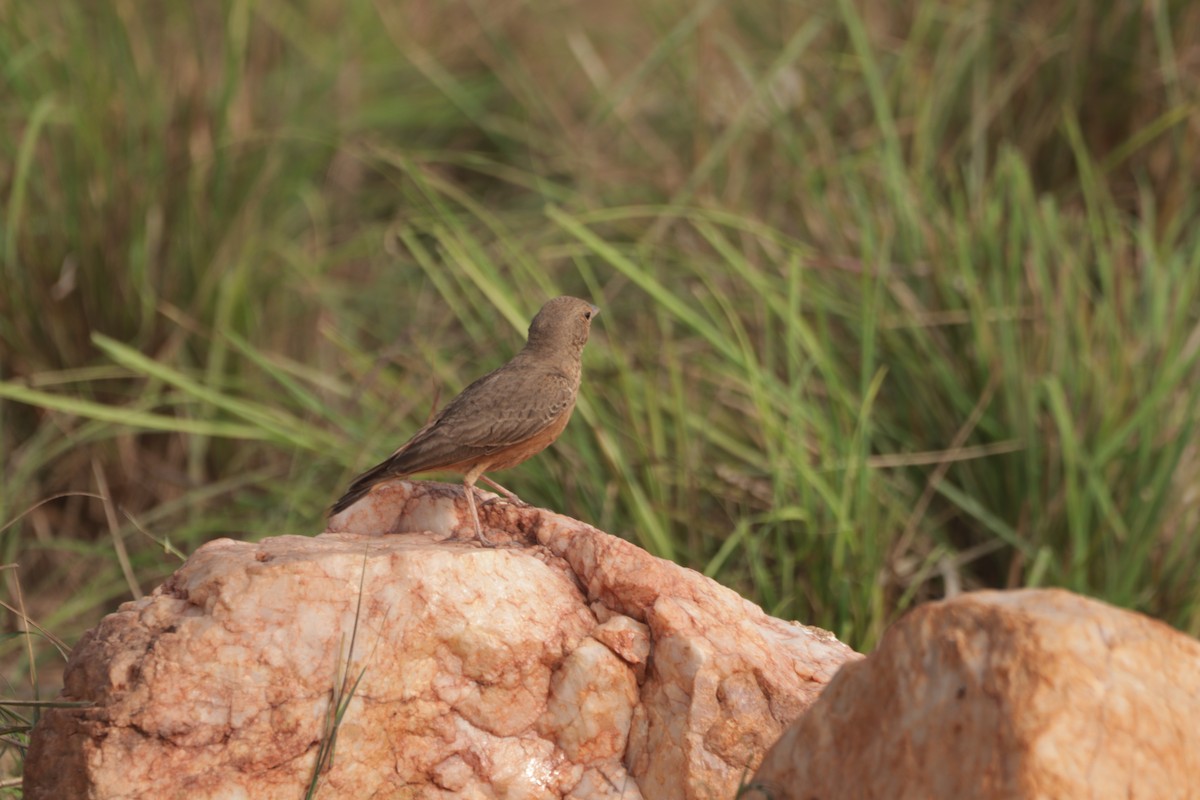 Ammomane à queue rouge - ML647599967