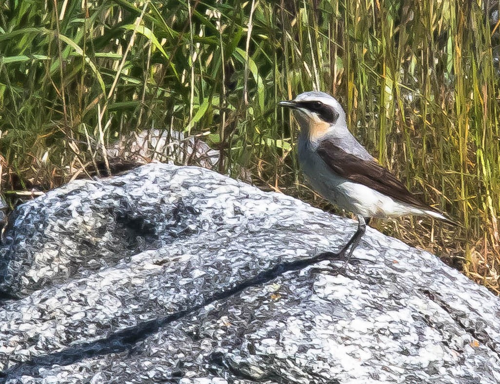 Traquet motteux - ML647599968